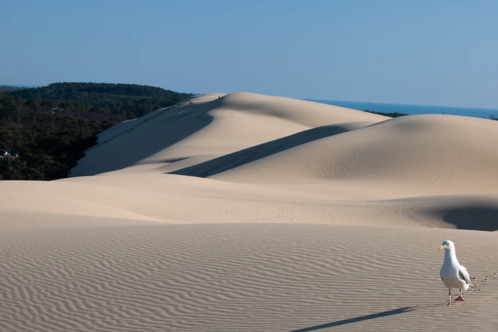 Activités sportives dans Les Landes : Randonnée sur la Dune Du Pilat