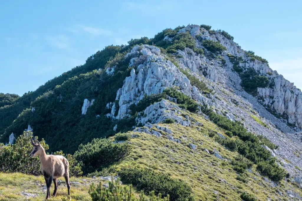 Chamois dans le paysage alpin