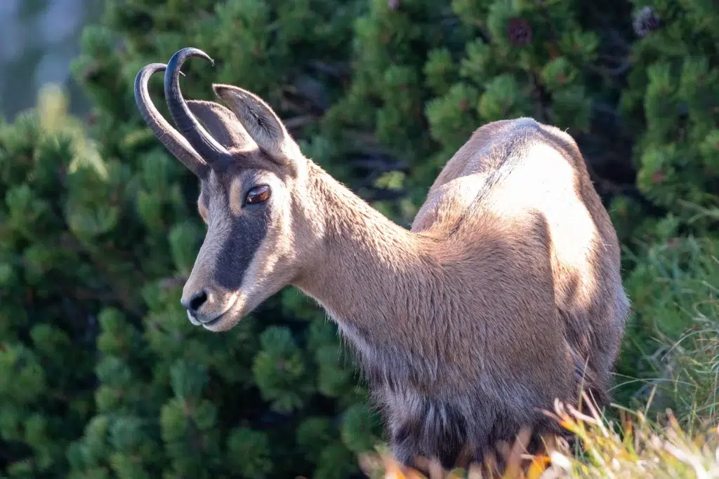 Chamois Lac De Garde
