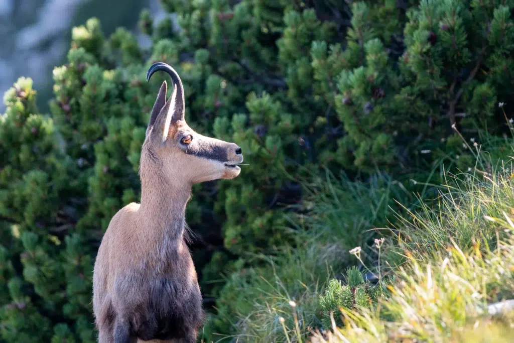 Chamois dans les Alpes Italiennes