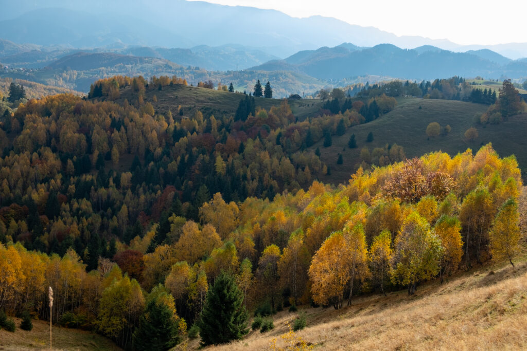 Forêts durant l'automne en Transylvanie