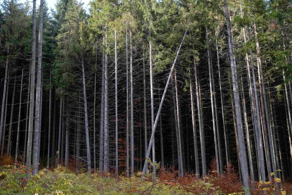 Voyage en Transylvanie : forêt de pins