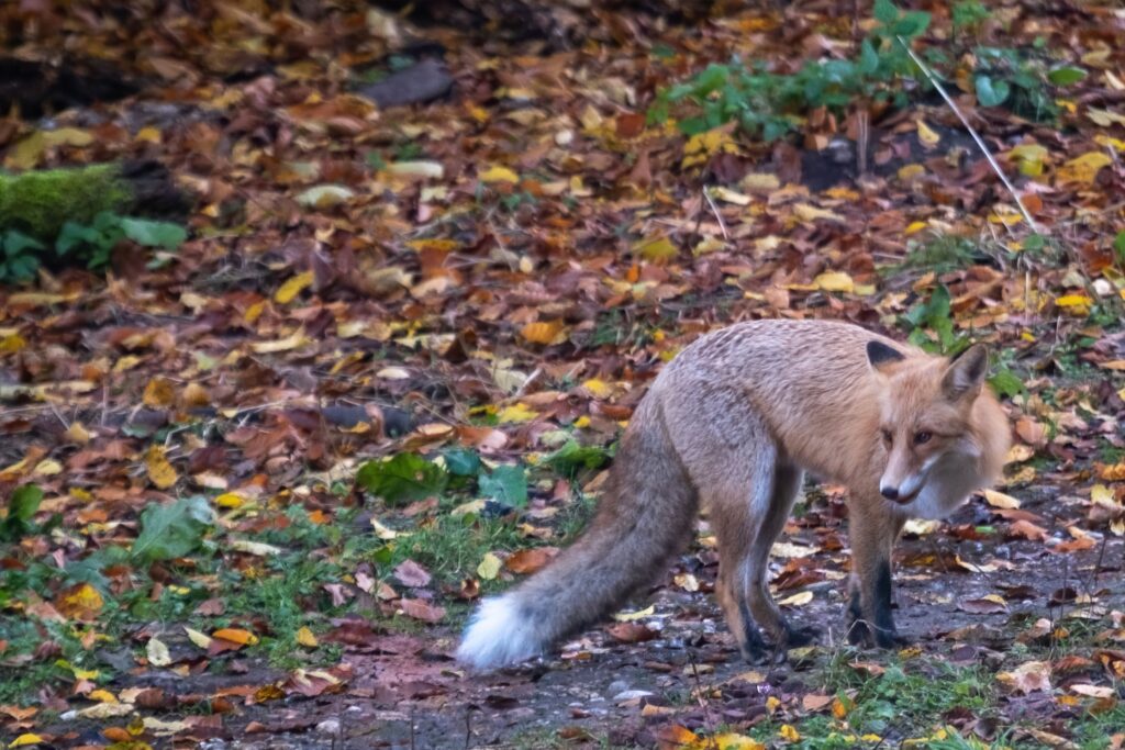 Photo de Renard en Roumanie