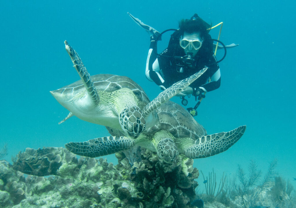 Nage avec les tortues dans les Fonds Marins Mexique