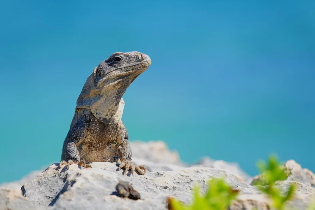 Iguane à Tulum Mexique