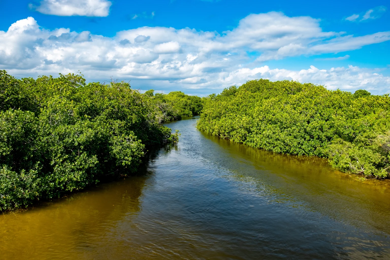 Mangroves Mexique proches de Tulum